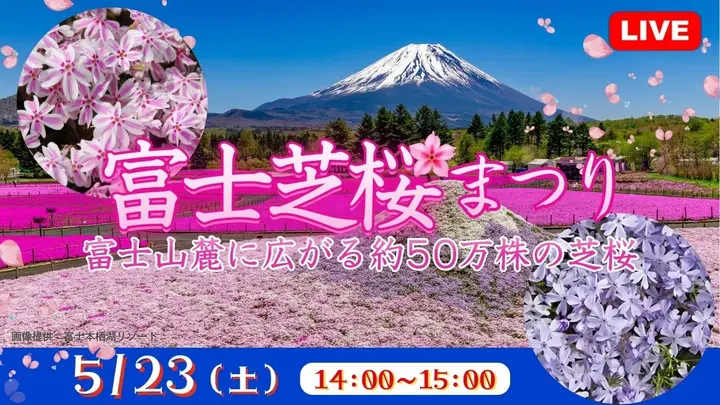 【生中継】富士芝桜まつり 富士山麓に広がる約50万株の芝桜＜山梨県＞