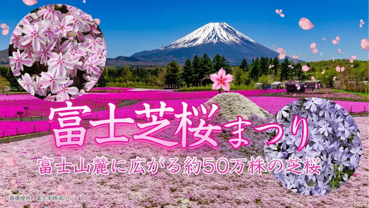 富士芝桜まつり（2026） 富士山麓に広がる約50万株の芝桜