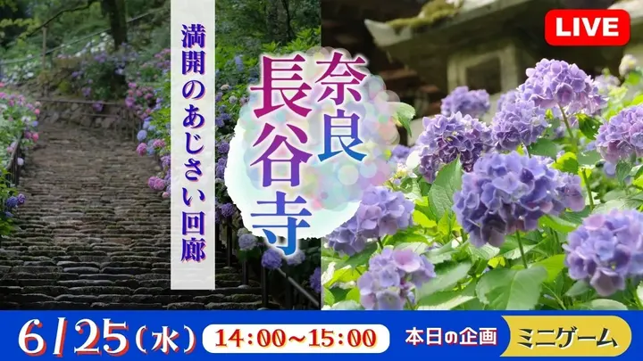 【生中継】奈良 長谷寺 満開のあじさい回廊＜奈良県＞（健康チャンネル）