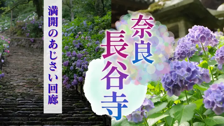 奈良 長谷寺 満開のあじさい回廊<奈良県>(健康チャンネル)