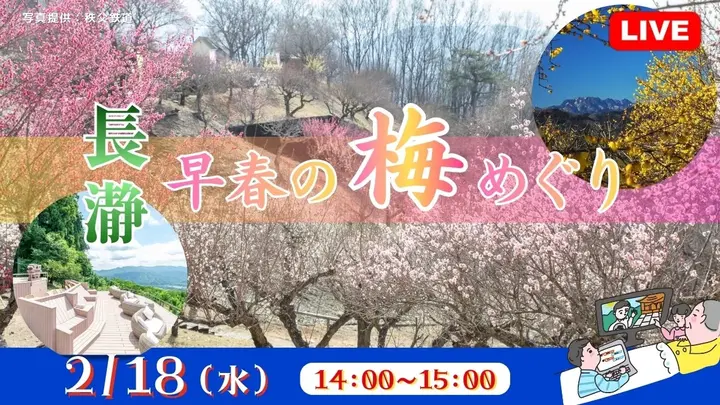 【生中継】長瀞 早春の梅めぐり＜埼玉県＞