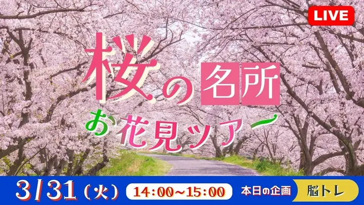 【生中継】桜の名所 お花見ツアー
