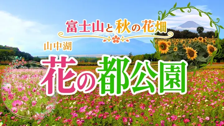 富士山と秋の花畑 〈山中湖 花の都公園〉