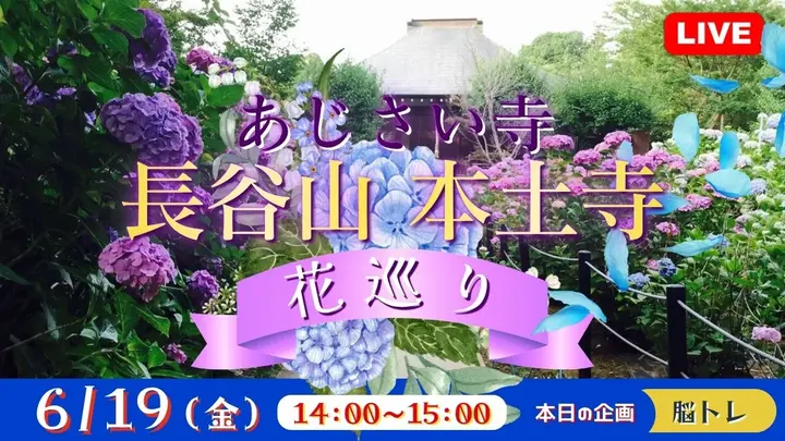 【生中継】あじさい寺 長谷山 本土寺　花巡り＜千葉県＞