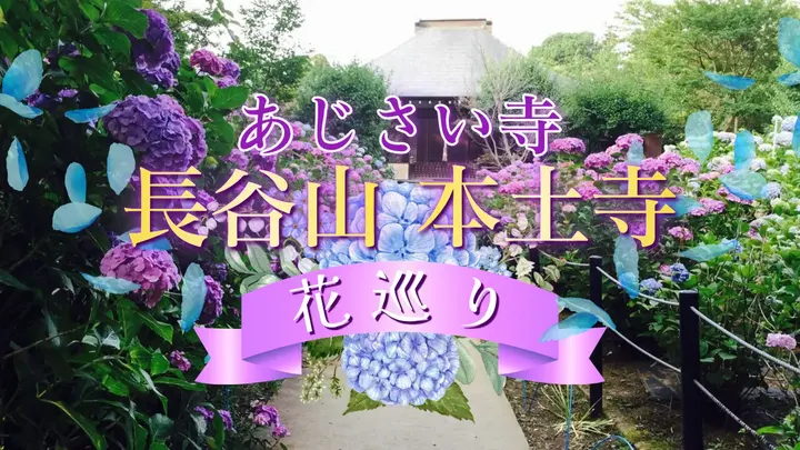 あじさい寺 長谷山 本土寺　花巡り＜千葉県＞