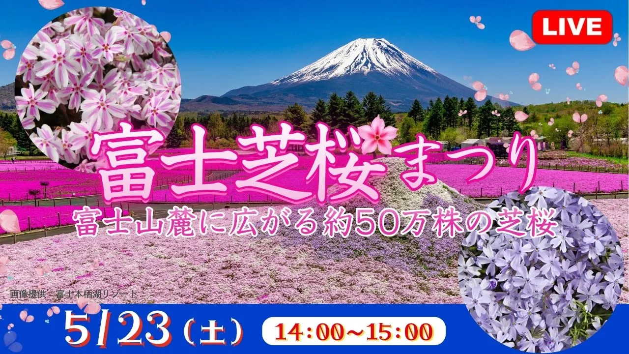 【生中継】富士芝桜まつり 富士山麓に広がる約50万株の芝桜＜山梨県＞