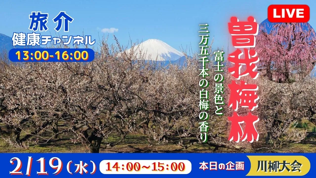 【生中継】曽我梅林　富士の景色と35,000本の白梅の香り（健康チャンネル）