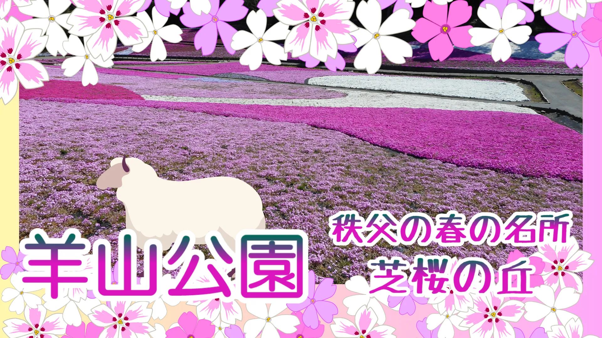 羊山公園 秩父の春の名所 芝桜の丘<埼玉県>