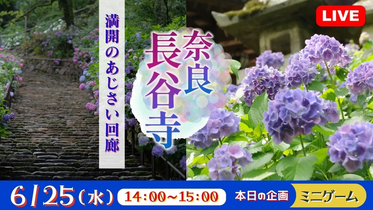 【生中継】奈良 長谷寺 満開のあじさい回廊<奈良県>(健康チャンネル)