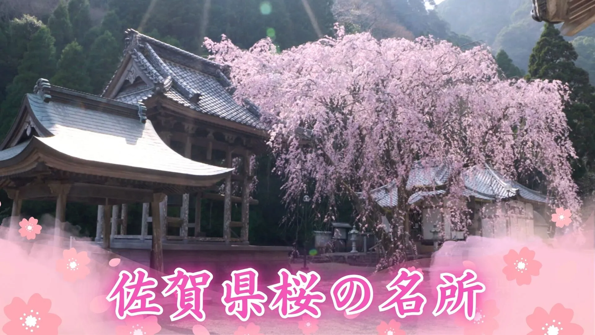 佐賀県 桜の名所（30分間）