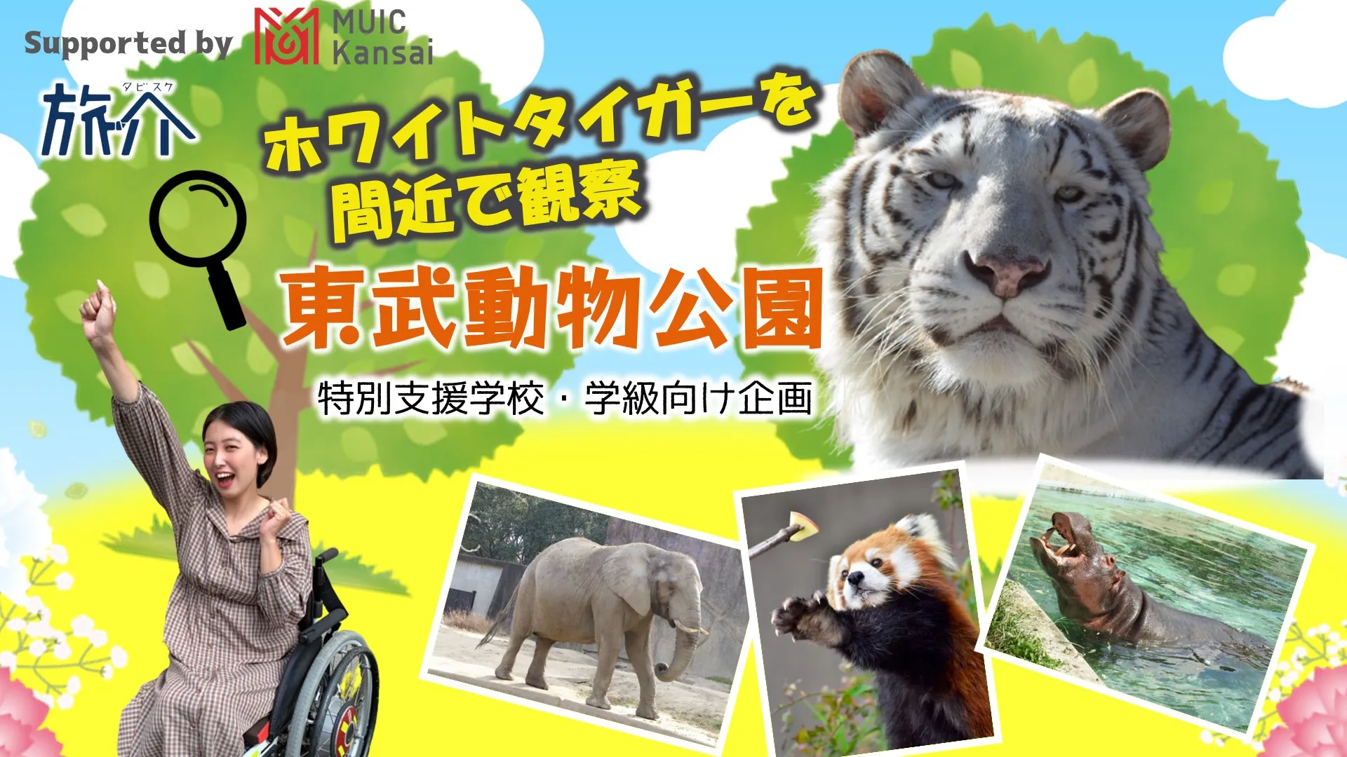 【学生向け】ホワイトタイガーを間近で観察 東武動物公園