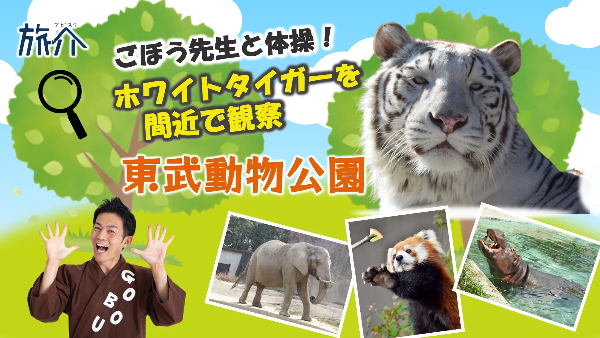 ごぼう先生と体操！ホワイトタイガーを間近で観察 東武動物公園