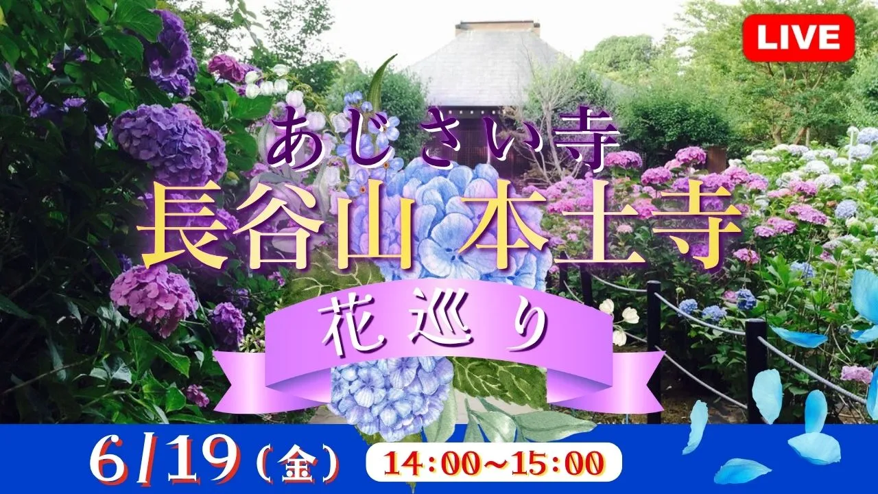 【生中継】あじさい寺 長谷山 本土寺 花巡り<千葉県>